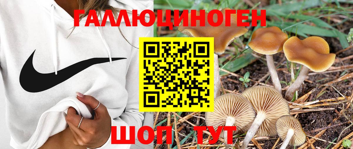 Псилоцибиновые грибы Psilocybine cubensis  Вход с VPN  Ярцево 